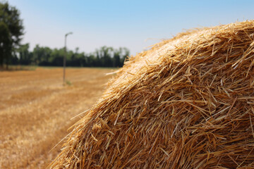 Close-up of golden hay bale  in the mowed field on summer under blue sky in the northern italian countryside
