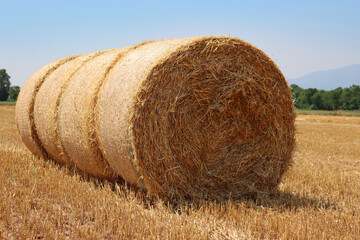 Golden hay bales in a row in the mowed field on summer under blue sky in the northern italian...
