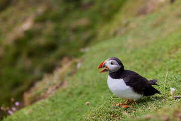 puffin standing on a rock cliff . fratercula arctica