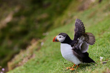 puffin standing on a rock cliff . fratercula arctica