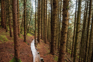 Foot path in a forest with anti slippery surface. Park infrastructure for visitor safety. County Sligo, Ireland. Red and green colors. Outdoor activity and travel concept
