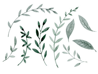 A set of delicate thin twigs of gray-green twigs with leaves. Watercolor illustration.
