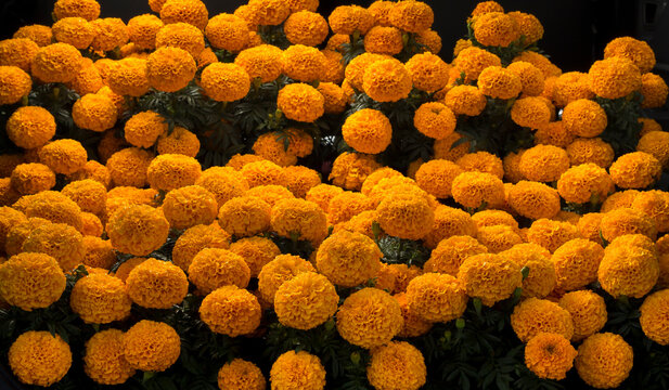 Flores de cempas&uacute;chil al atardecer