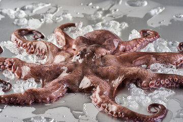 Octopus on ice on a metal board