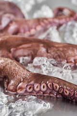 Octopus on ice on a metal board