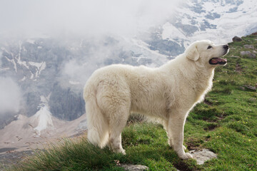 Large white dog on a background of mountains. Italian shepherd maremma.