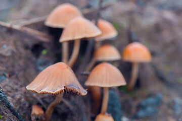 Hallucinogenic mushrooms in the wild. Close-up. Mushrooms containing psilocybin. Selective focusing on a nearby mushroom.