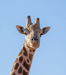 Giraffe Portrait