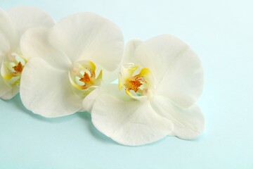 Fototapeta na wymiar White orchid flower on light blue color background, bouquet of beautiful blossom