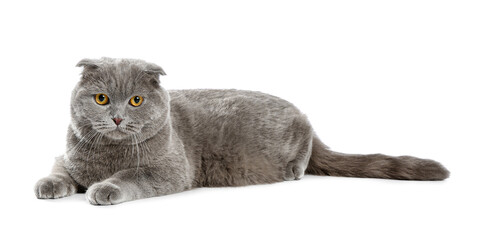 Cute grey cat on white background