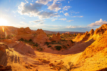 Naklejka premium South coyote