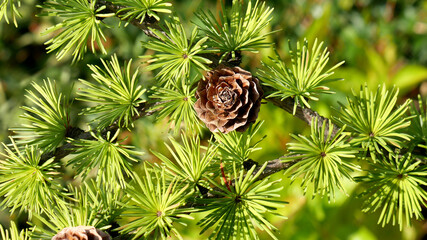 Bright green  branches of larch tree Larix decidua Pendula with cone  in summer day. - obrazy, fototapety, plakaty