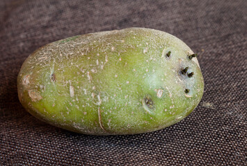 Potato that's green from incorrect storage and growing tubers. can be used as seed potato and...
