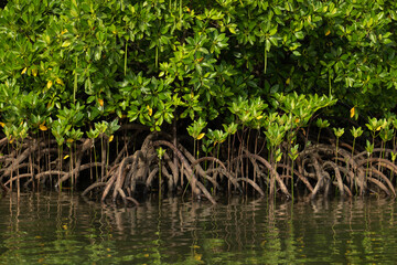 mangrove