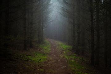 Old path through the dark and spooky spruse forest. Mysterious atmosphere in the foggy woodland.
