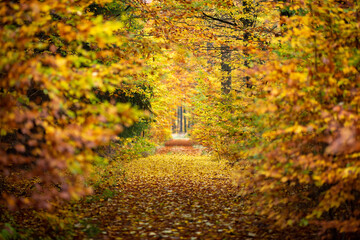 Tunnel through the autumn. Seasonal path in the forest, fully covered with yellow leaves. Photo with low depth of field.