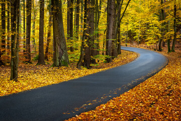 Narrow winding asphalt road in the autumn colored forest.