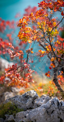 Detail of leaves on a colorful tree. Autumn scenic vertical panorama with turquoise lake in the background.