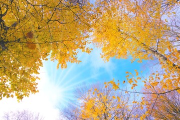 Fototapeta premium autumn leaves in the sun