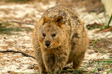 Quokka Rottonest Island Australia クオッカ　ロットネスト島　オーストラリア