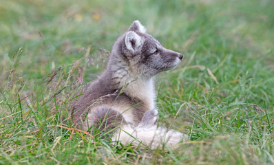 Very young polar fox
