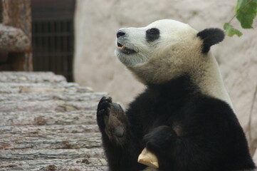 Fototapeta premium SONY DSC