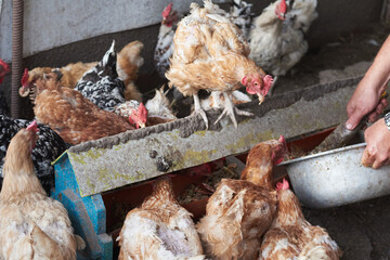 A man feeds chickens in a chicken coop, household.