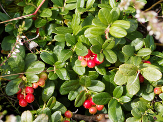 Vaccinium vitis-idaea   Airelle rouge   Myrtille rouge   Airelle à pomme de terre   Airelle vigne du Mont Ida   Berry.  Arbrisseau rampant à baies rouges de Forêt-Noire en Allemagne © Marc