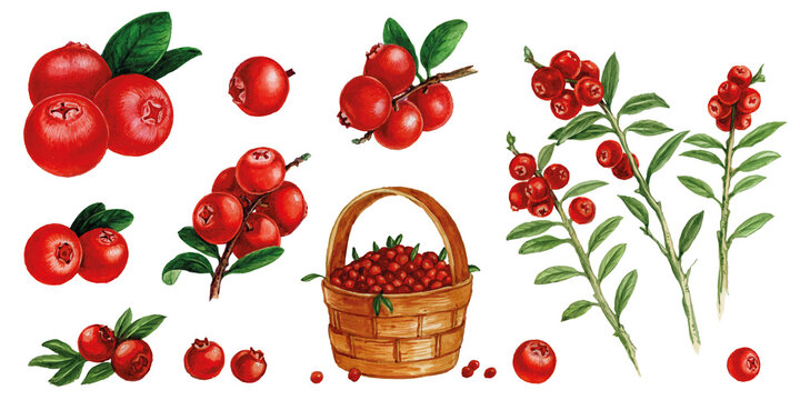 Cranberry in a basket, cranberry with a leaf, cranberry on a branch. Set of watercolor illustrations for labels, menus, or packaging design.
