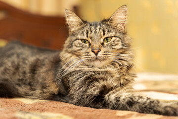 Fototapeta na wymiar portrait of a cute domestic cat lying on the bed