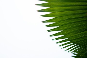 Fototapeta premium palm leaf white background