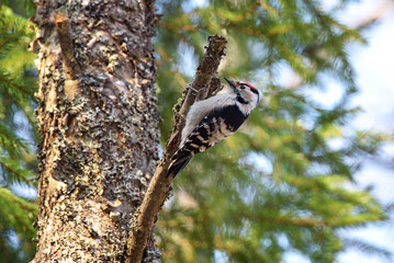 spotted woodpecker on tree