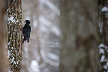 woodpecker in winter on a tree 
