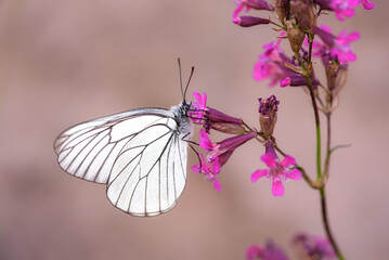 butterfly on flower