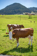 Beautiful swiss cows. Alpine meadows. Mountains.