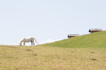 August 21, 2021: white horse posing on the meadows near the dolomites, Italy