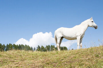 Obraz na płótnie Canvas August 21, 2021: white horse posing on the meadows near the dolomites, Italy