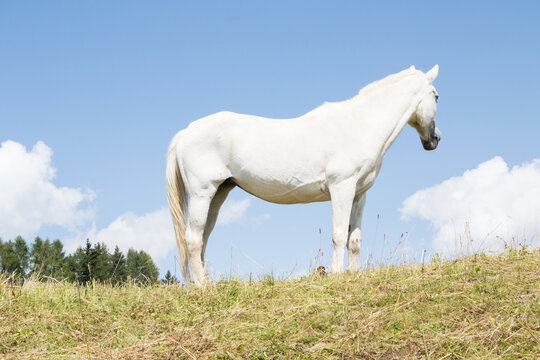 August 21, 2021: white horse posing on the meadows near the dolomites, Italy