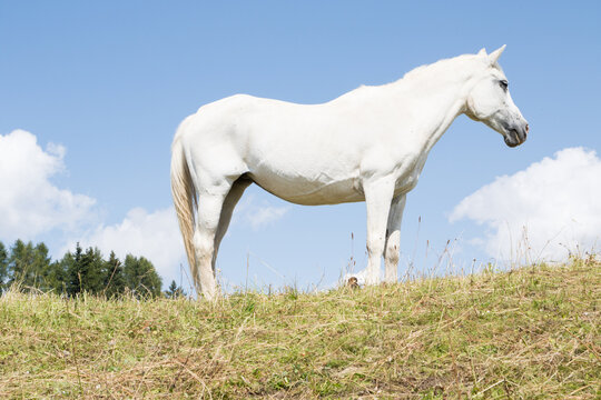 August 21, 2021: white horse posing on the meadows near the dolomites, Italy