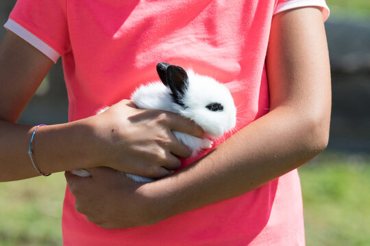 August 21, 2021: a small white rabbit with black ears and eyes is held in the hand by a little girl