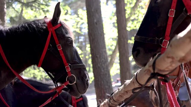 a horse gnaws on a tree in the summer in the woods. outdoor stables. video about animals. high quality video