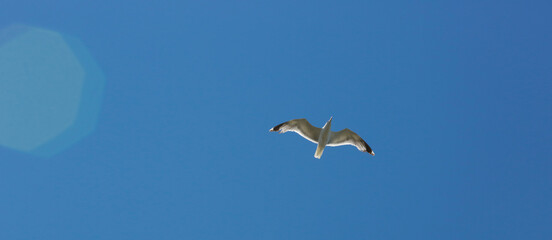 Seagull flying across clear blue sky