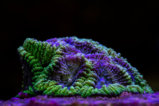 Coral favia grape. Pink and green favia brain coral.