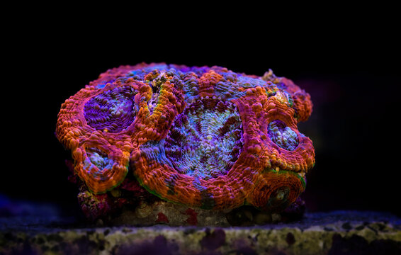 Macro photography of ACANTHASTREA ECHINATA coral in reef aquarium. Coral Favia echinata.
