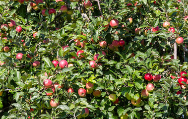 Apples grow on a tree. Red apples on a background of green leaves on a sunny day