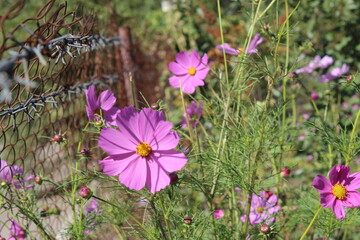 flowers in the meadow