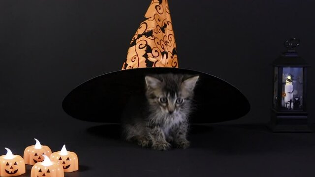 A Halloween witch cat hides under an orange hat. The kitten is preparing for the holiday.