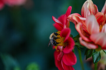 Obraz na płótnie Canvas a bee pollinates a flower