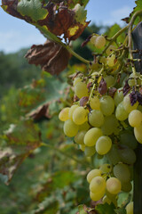 Landscape with green vineyards.Green grapes. Kishmish .