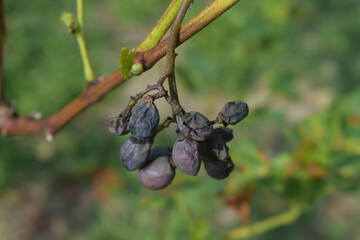 Dried grapes on a vine. Bunch of dried grapes